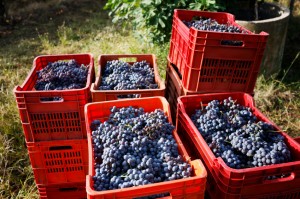 grape harvest chianti walking in italy, walking holidays in italy