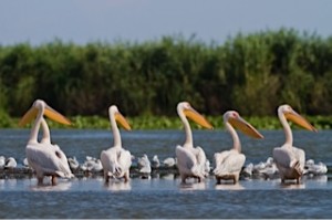 Pelicans on River Danube Pelicans on River Danube