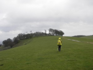 Approaching Chanctonbury Ring