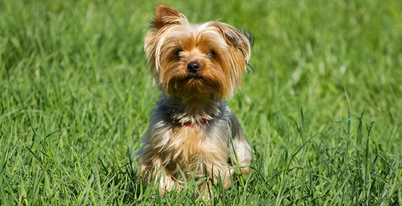 yorkshireterrier