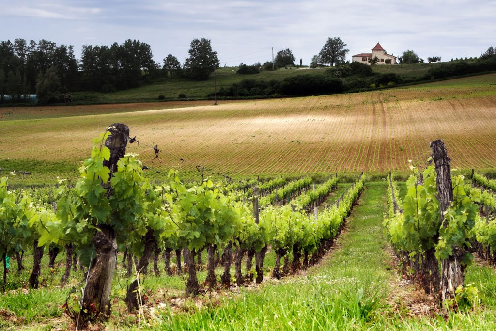 Walking in wine country