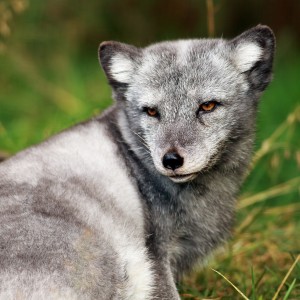 shutterstock_113764084