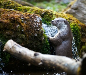 shutterstock_139507961