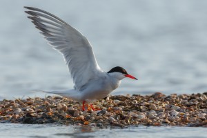 shutterstock_211282978