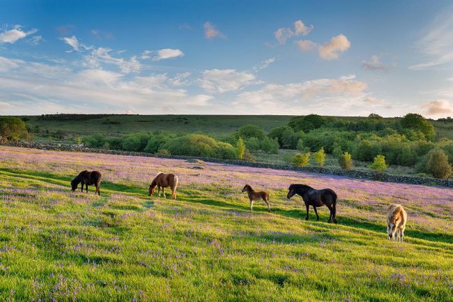 Exmoor National Park.
