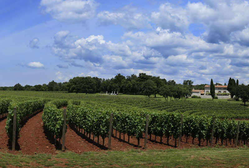 An Istrian Vineyards 