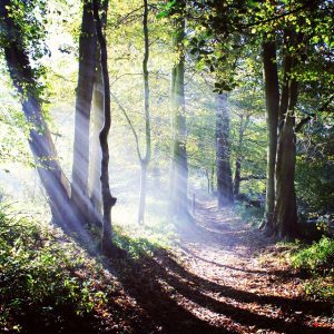 _walking__scotland__scotlandsbeauty___fifecoastalpath__macsmoment__woodlands__sunbeams_by_james3794