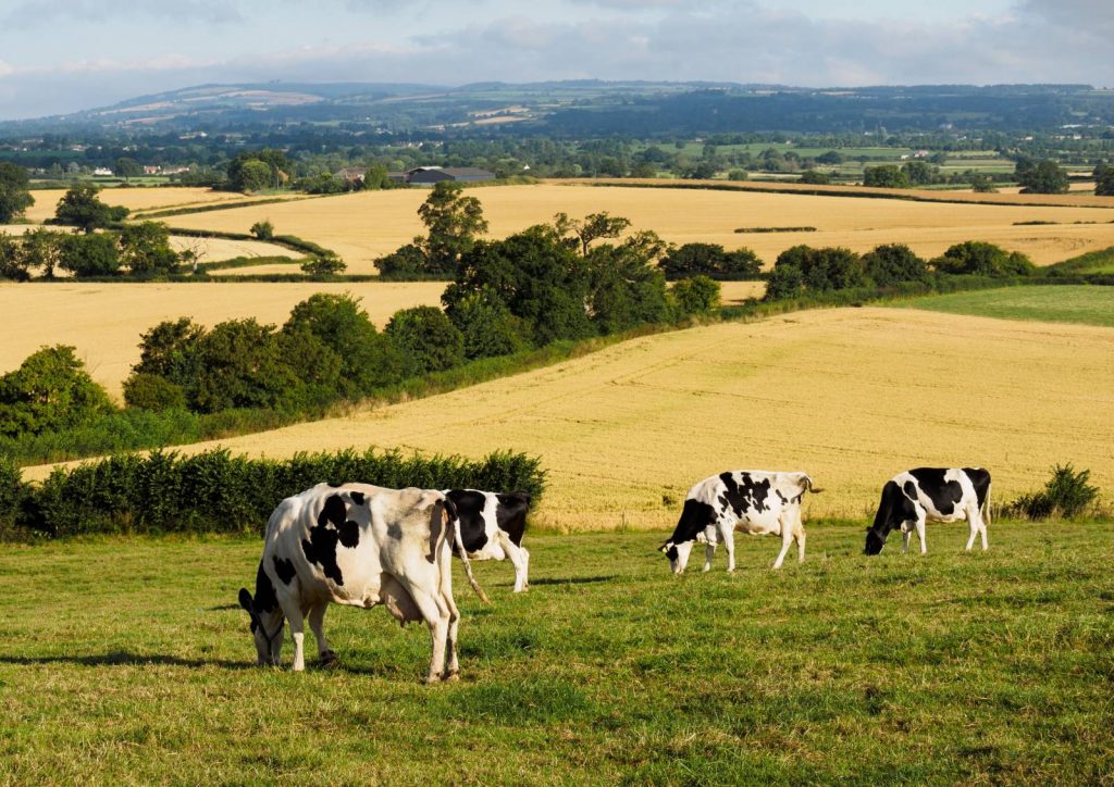The Somerset Levels