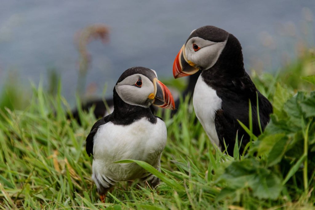 Two puffins on the Isle of Staffa, Scotland
