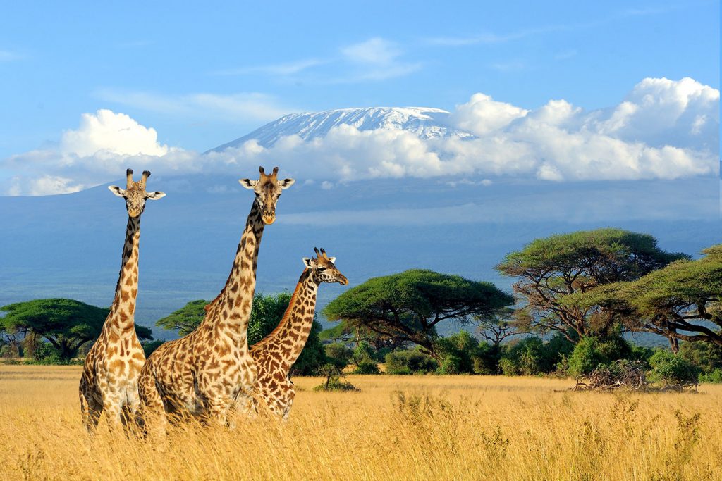 Two giraffes in front of Mt Kilimanjaro