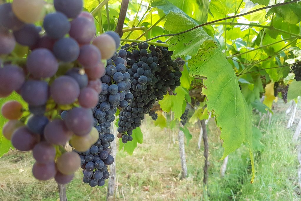 Weintrauben Portugal