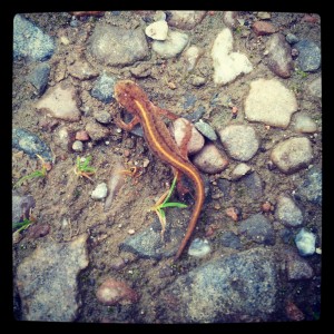 Dan identified this as a newt