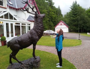 Gordon the stag - fran