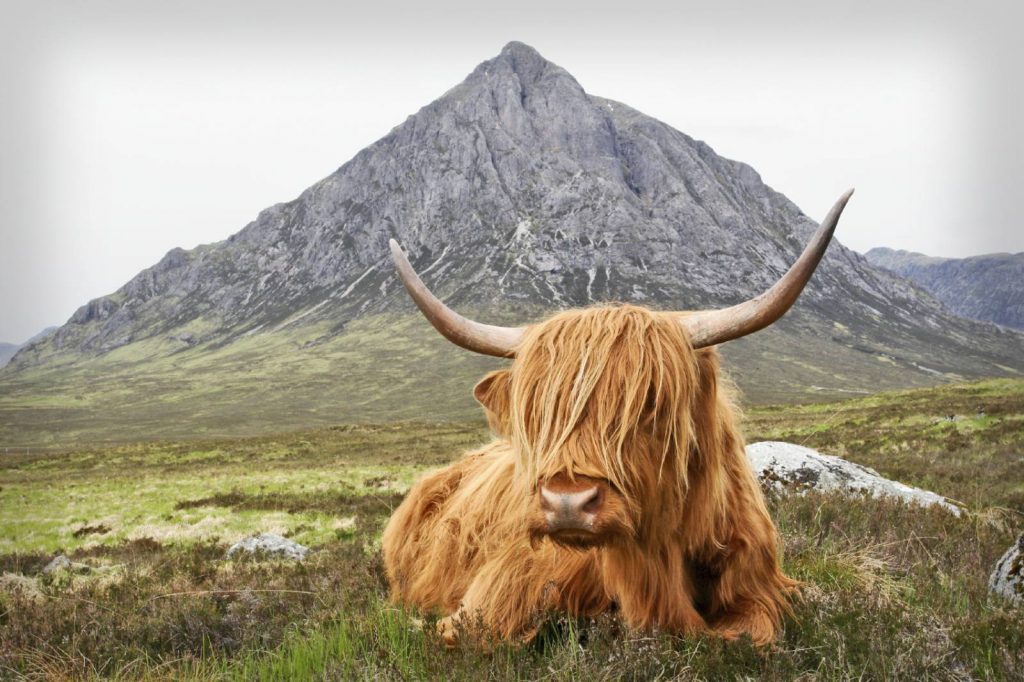 A highland cow sits in front of Buachaille Etive Mor