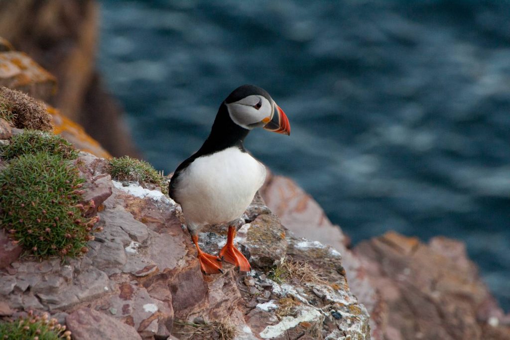 A Puffin along the North Coast 500 