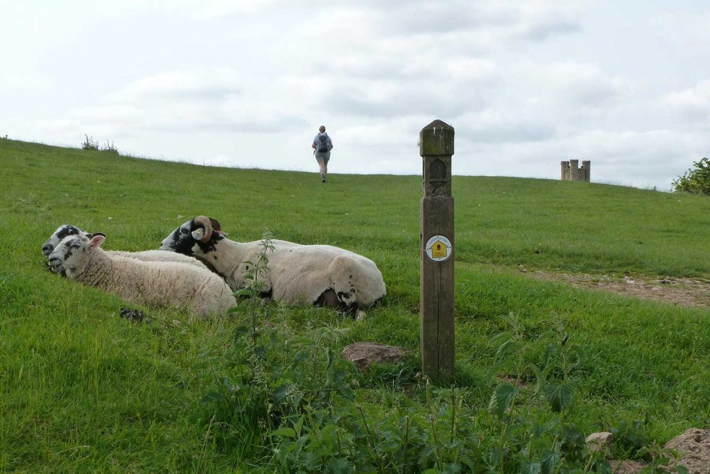 sheep and walker on cotswold way