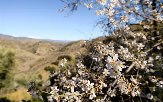 Mandelblüte im andalusischen Hinterland