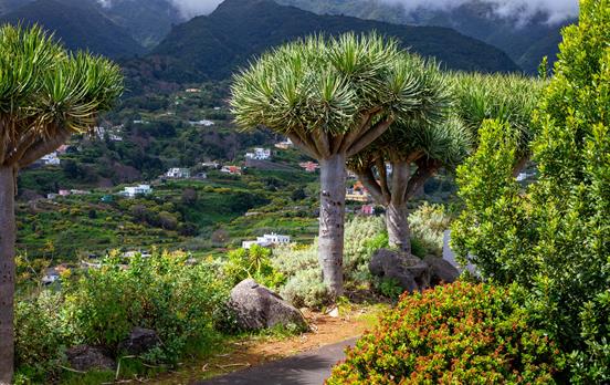 Das Grün der Isla Bonita