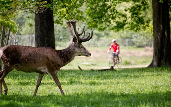 Cycle through the royal park of Richmond