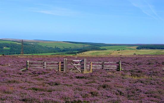 Pedal over heather-covered moors