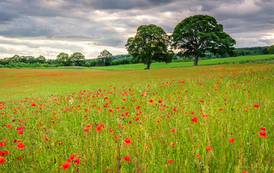 Blooming poppy fields near Corbridge