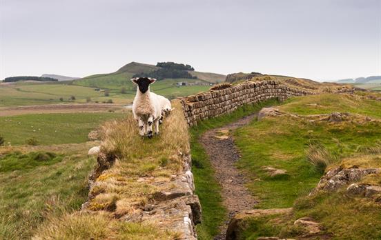 A lamb playing on Hadrian&apos;s Wall