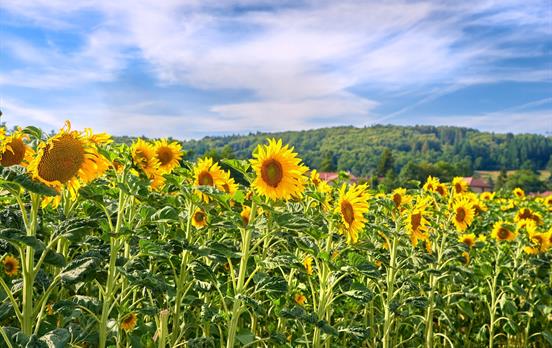 Fields of sunflowers in the summer months