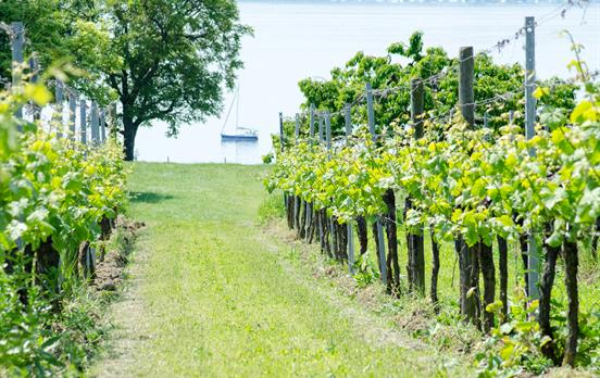 Lake Constance vineyard