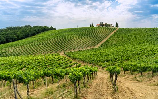 The vineyards surrounding Poggibonsi