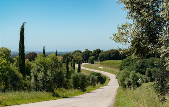 Pedal through vineyards and olive groves