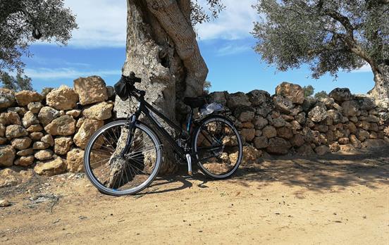 Taking shade under the olive trees