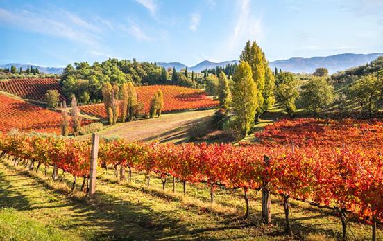 Montefalco's famous Sagrantino vineyards