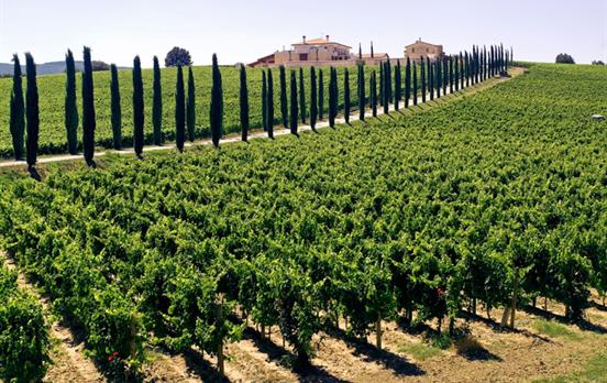 Umbria's lush countryside covered in vineyards
