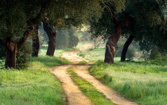 Cycle through lush cork forest on rural tracks