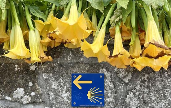 The Camino Shell Trail Marker