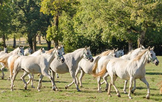 Lipizzaner horses from the region