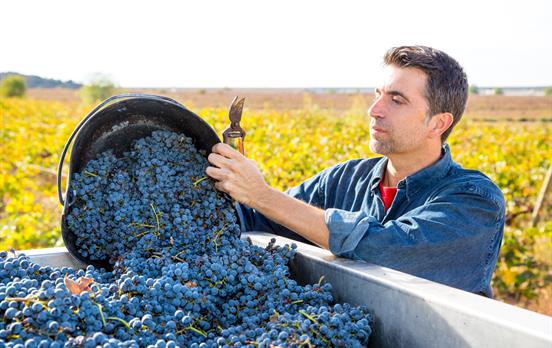 Visit Catalonia during the grape harvest