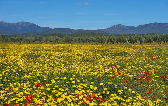 Fields of wildflowers in the countryside
