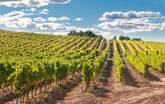 Cycle by the vineyards of Catalonia