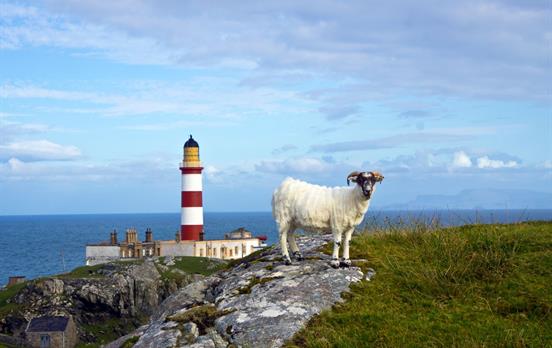 Eilean Glas Lighthouse and a sheep