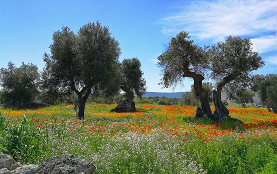 Flowers and olive trees