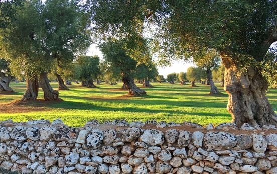 Shadow and light in the olive groves