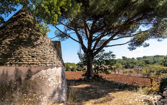 Pedal olive groves and quiet corners of Puglia