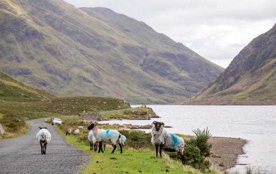 Friendly locals on shores of Doo Lough