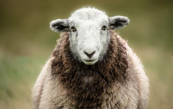 Herdwick Sheep