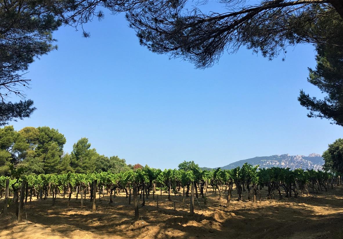 The vineyards around Chateauneuf du Pape