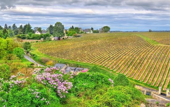 Typical vineyard scenery