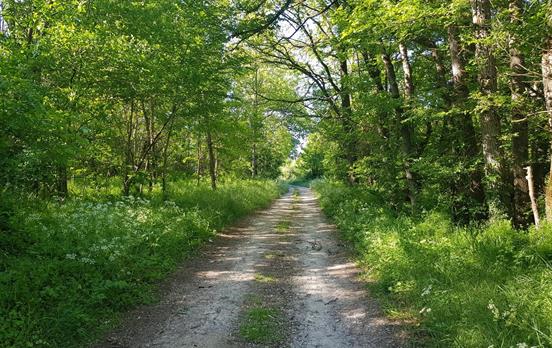 Walk through peaceful forest paths