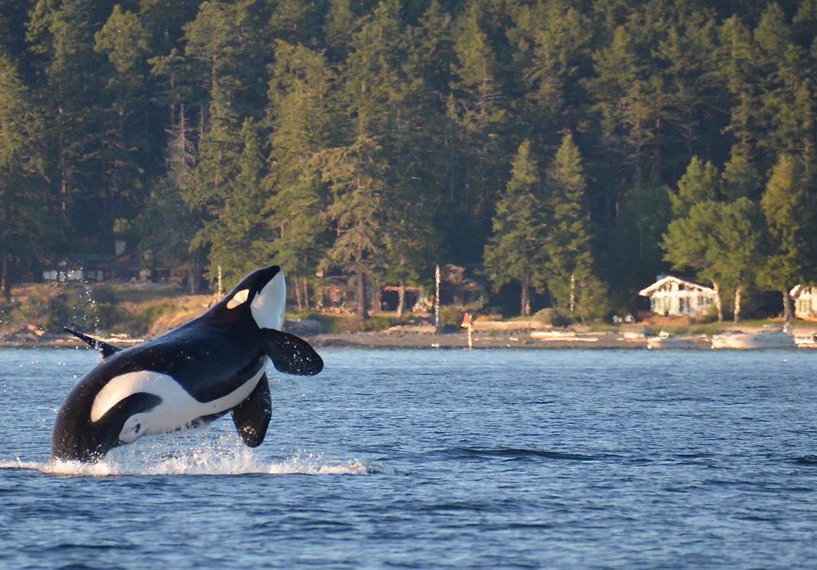 San Juan Islands Tour