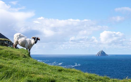 Friendly locals on Great Blasket